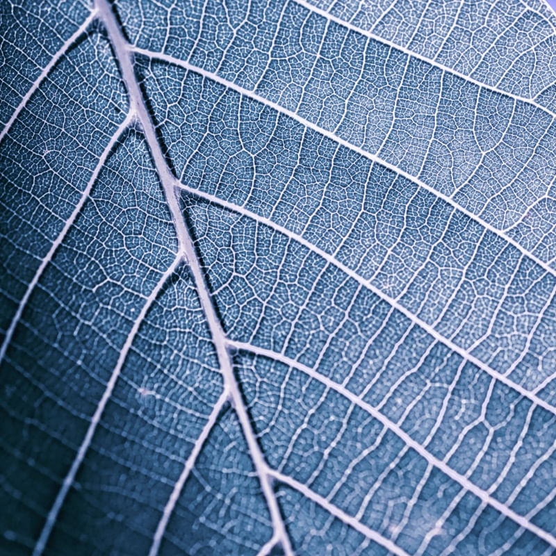 LEAF IN BLUE