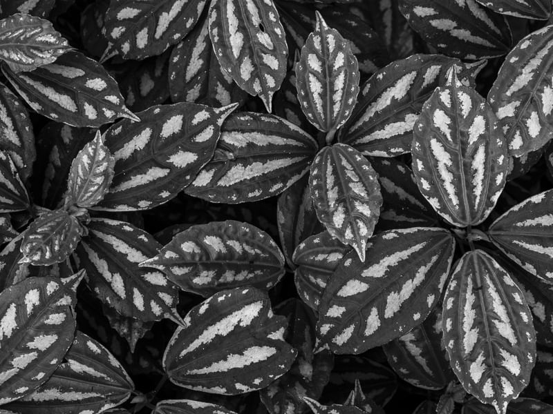 BW LEAVES