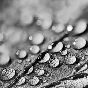BW DROPS