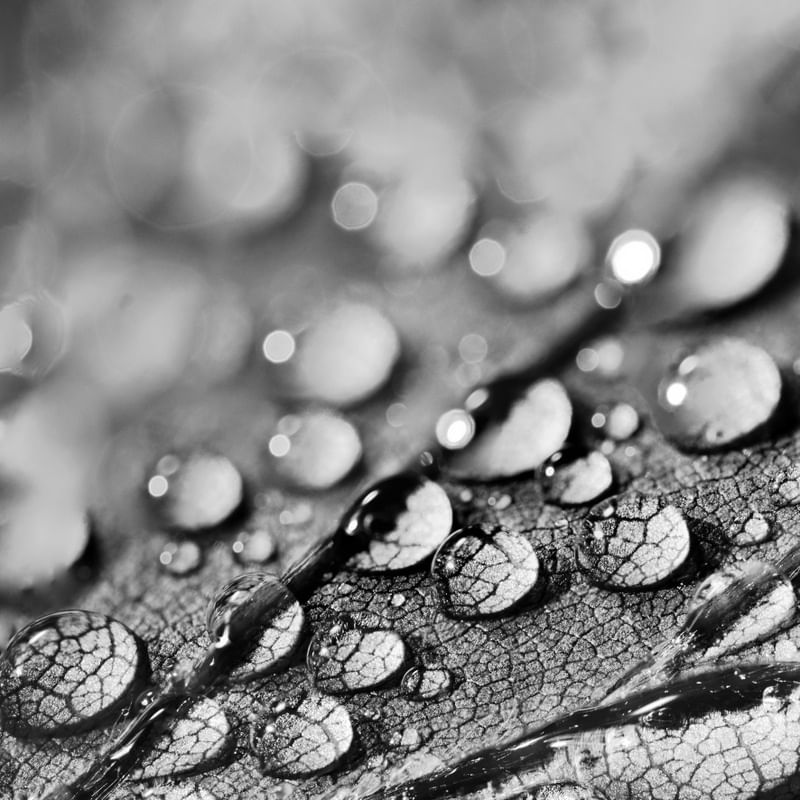 BW DROPS