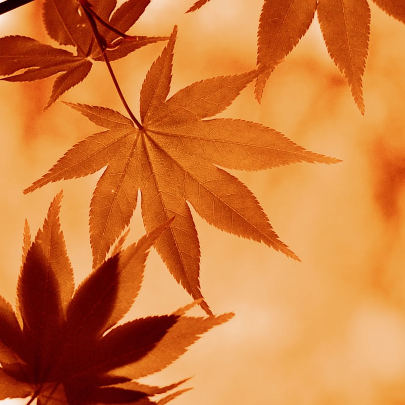 ORANGE MAPLE