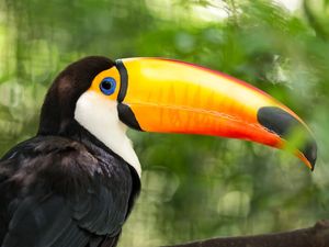 TOUCAN CLOSEUP