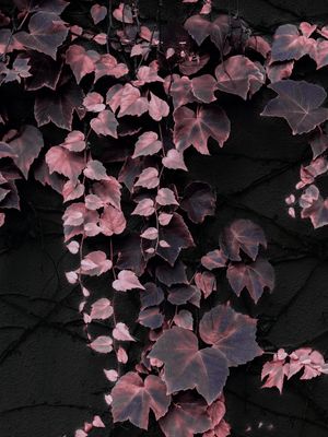 PINK LEAVES ON BLACK