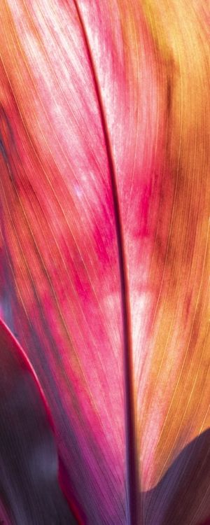 COLORFUL LEAF