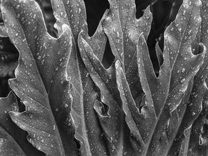 WET LEAVES