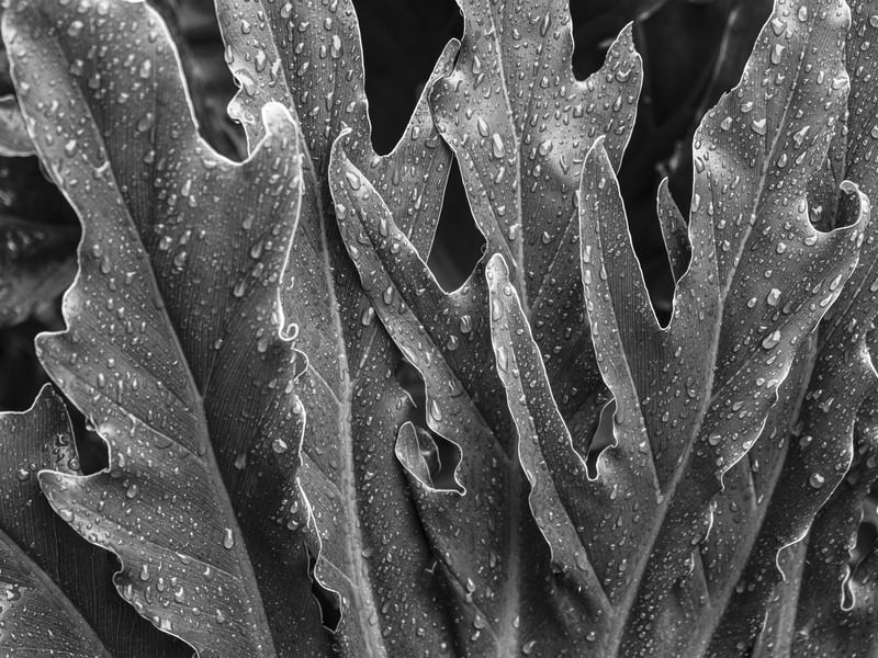WET LEAVES