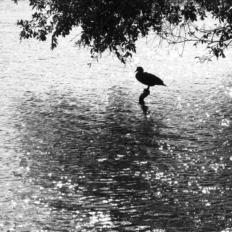 PATO SOLITÁRIO