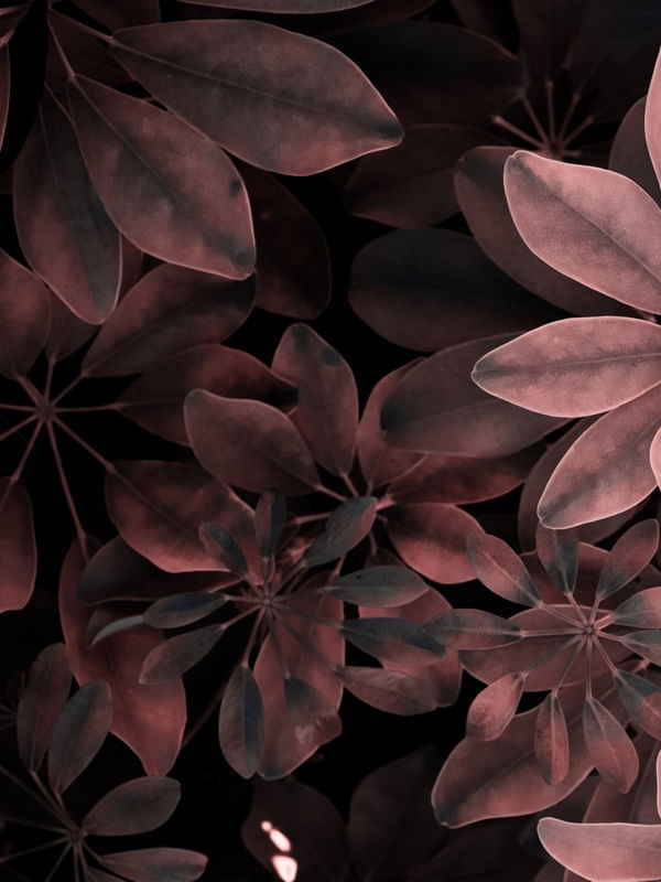 DIPTICO - LEAVES INFRA I