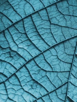 COLOR LEAF - DIPTICO I
