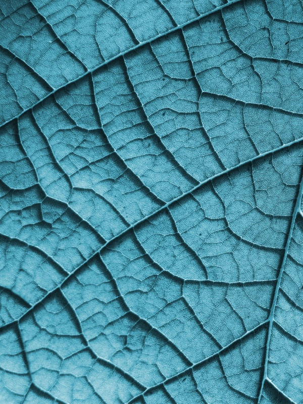 COLOR LEAF - DIPTICO I