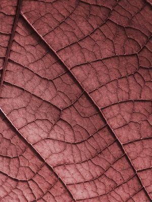 COLOR LEAF - DIPTICO II
