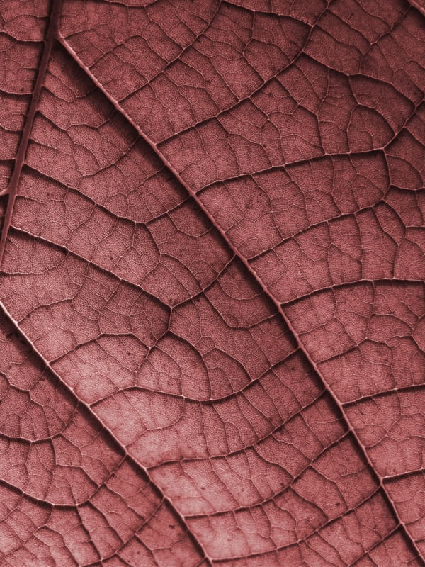 COLOR LEAF - DIPTICO II