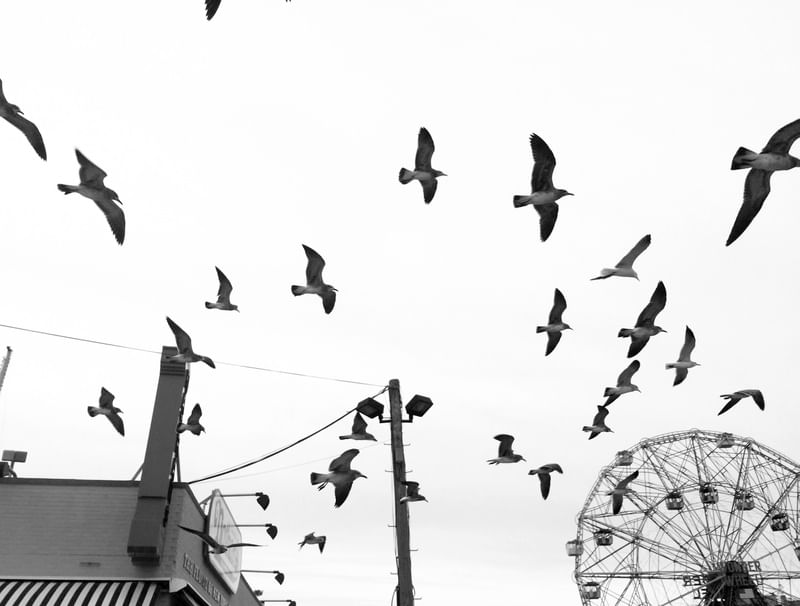 BIRDS DE CONEY