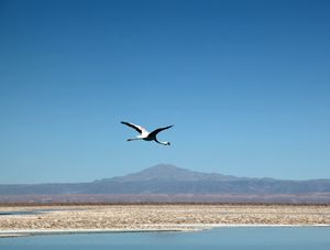 FLAMINGO VOANDO NA LAGOA DO ATACAMA