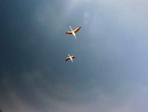 FLAMINGOS VOANDO SOB LAGOA NO ATACAMA 2