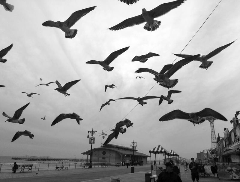 AVES NO DECK