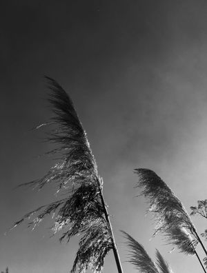 VENTO E O CÉU