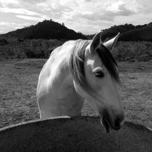 CAVALO DE LADO