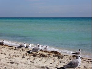 GAIVOTAS EM MIAMI