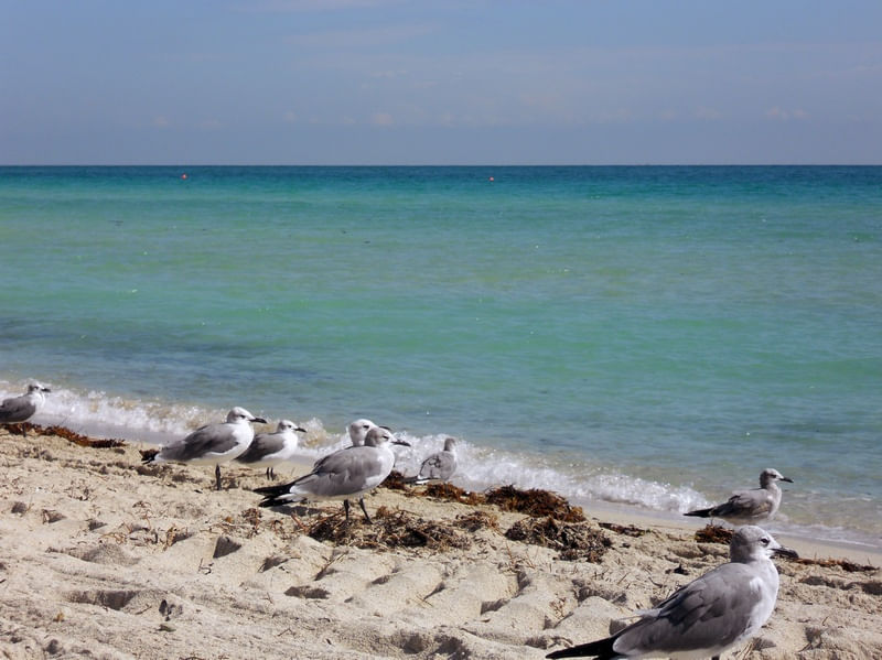 GAIVOTAS EM MIAMI