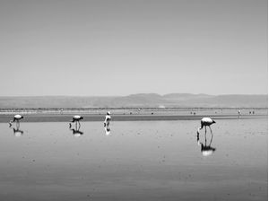 FLAMINHOS NO DESCANSO