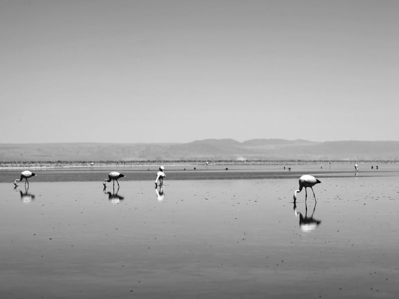 FLAMINHOS NO DESCANSO