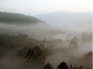 DE MANHÃ NA VISTA DA FLORESTA