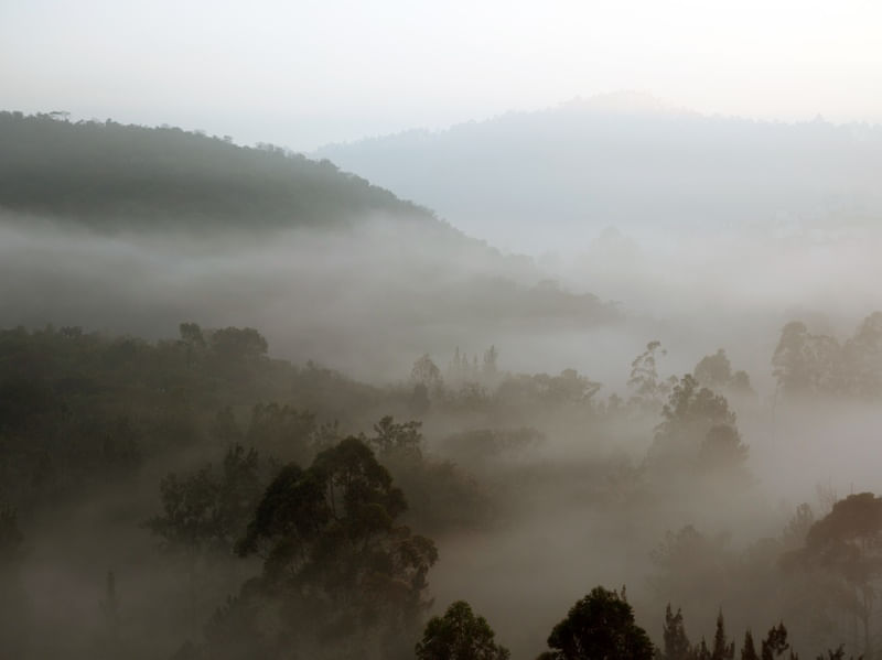 DE MANHÃ NA VISTA DA FLORESTA