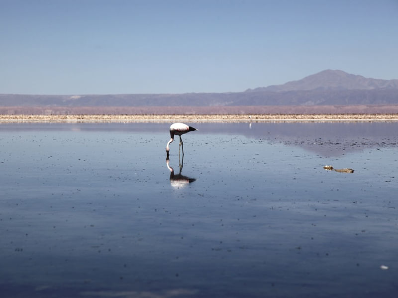FLAMINGO SOLITÁRIO NA LAGOA
