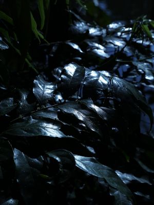 REFLEXO PRATA DE LUA CHEIA