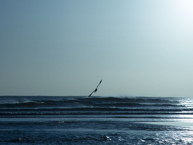 GAIVOTA E O VENTO NA PRAIA