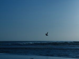 GAIVOTA E O VENTO 2