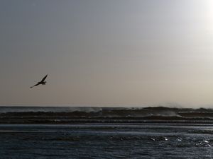 A GAIVOTA E O VENTO 2