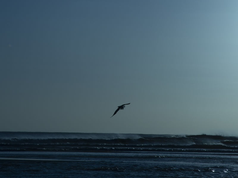 GAIVOTA E O VENTO 3