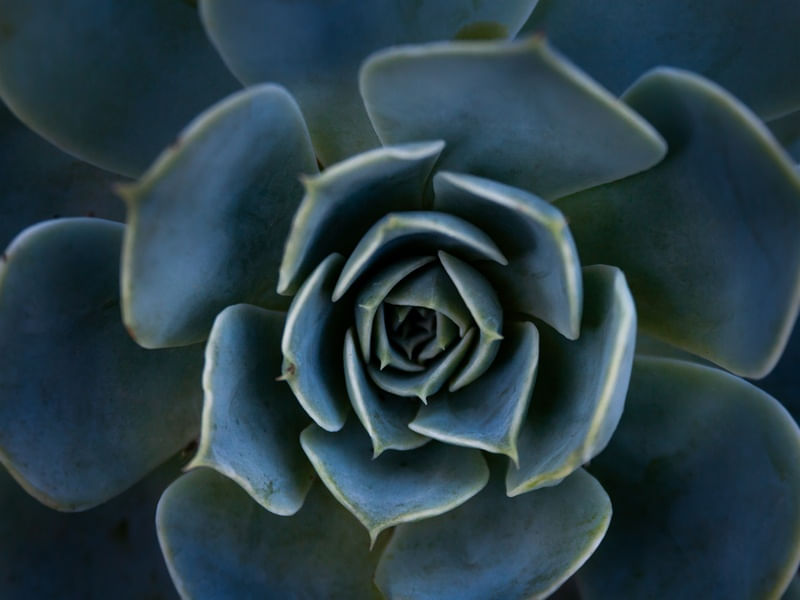 SUCULENTAS FLOWERS