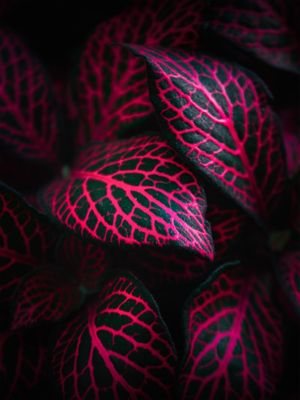 FITTONIA ALBIVENIS - FITÔNIA