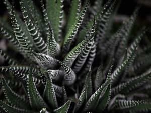 SUCULENTA - ZEBRA -