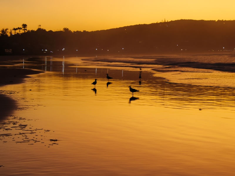 SEAGULLS GOLDEN HOUR