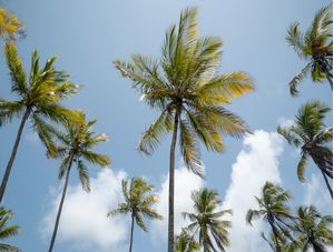 CÉU AZUL E COQUEIROS