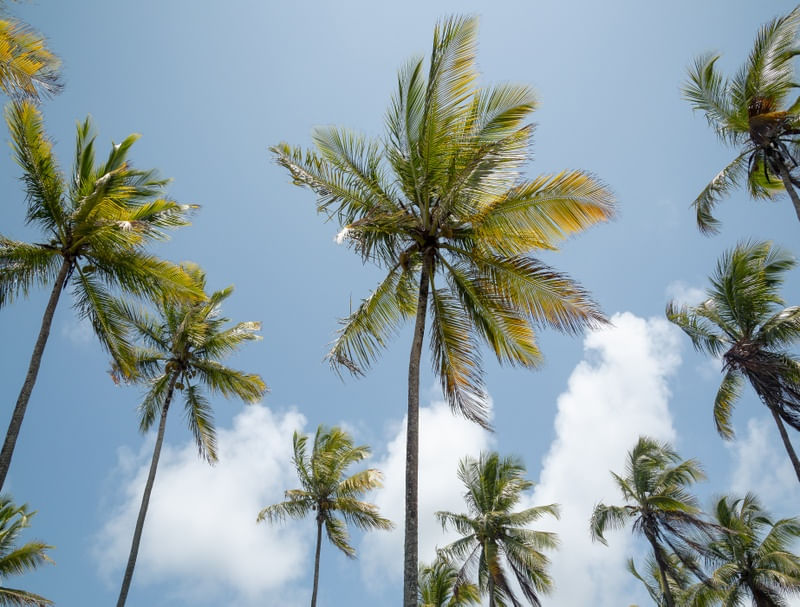 CÉU AZUL E COQUEIROS