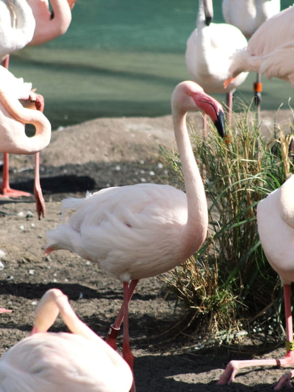 PINK FLAMINGO SAFARI