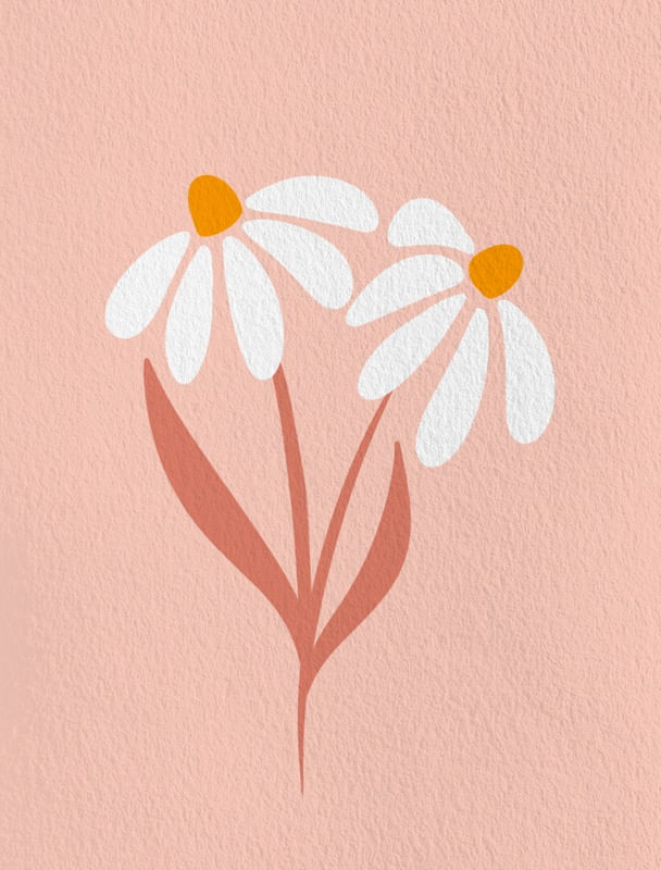DAISIES FLOWERS - PINK