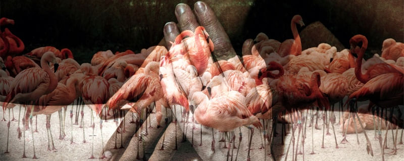 FLAMINGAS - 2022