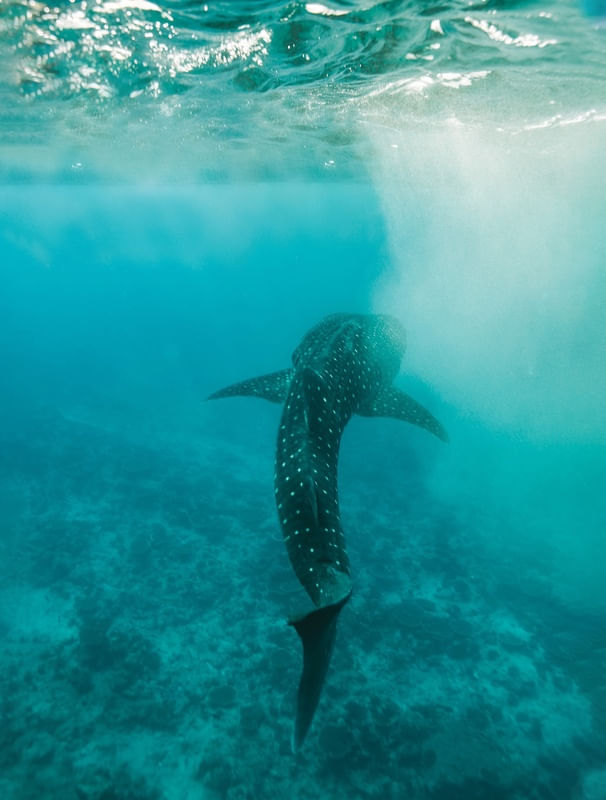 WHALESHARK
