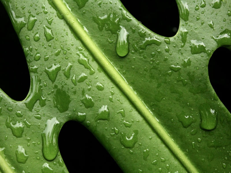 CHUVA DE COSTELA-DE-ADÃO