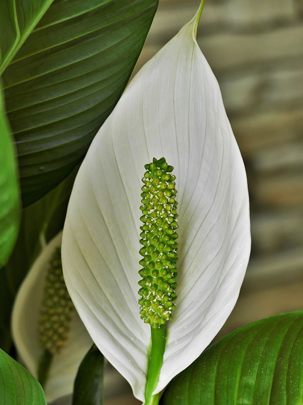 FLOR LÍRIO-DA-PAZ