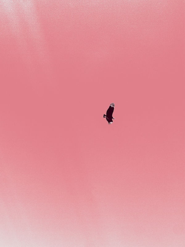 _FREEDOM