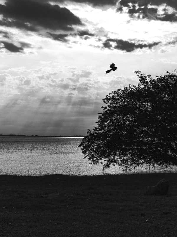 _ SILHOUETTE 01