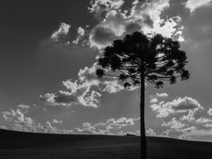 GIGANTE SOLITÁRIO