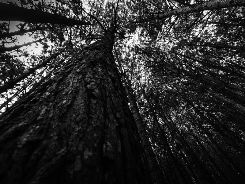 FLORESTA DO CAOS